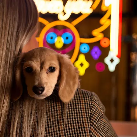 מלון Mama Shelter דיז'ון